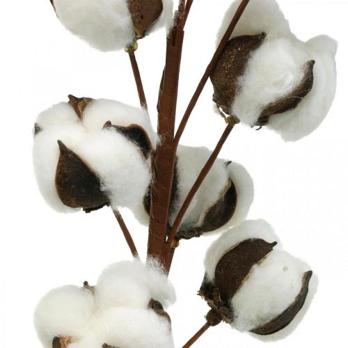 Floristik24 Branche de coton décoration naturelle 10 têtes sur fil décoration coton 68cm