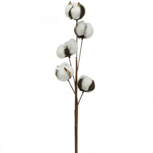 Floristik24 Décoration branche en coton Branche décorative en coton véritable 5 têtes 50cm