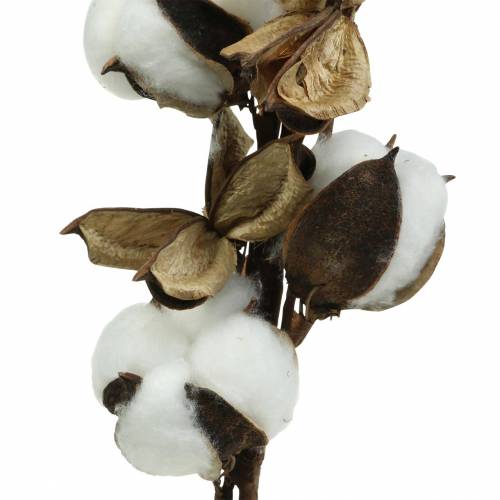 Floristik24 Branche de coton 75cm