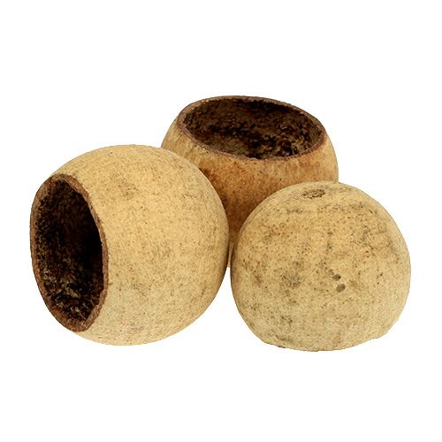 Floristik24 Coupe cloche petite naturel 25 pcs