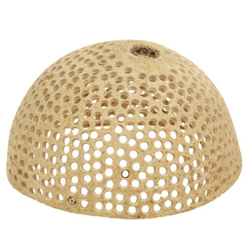 Floristik24 Coupe Cloche de Fruits Secs Décoration de Deuil Naturelle 8,5-11 cm 10 pcs