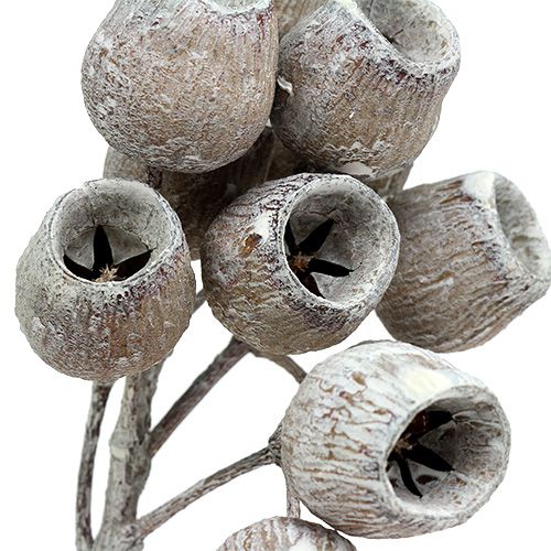 Article Branche de bellgum avec 5-7 fruits 3-4cm Blanchie 20 pcs