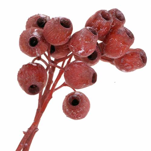 Article Branche de Bellgum séchée 5-7 cm Rouge, blanchie 20 pcs