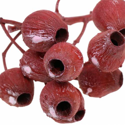 Article Branche de Bellgum séchée 5-7 cm Rouge, blanchie 20 pcs