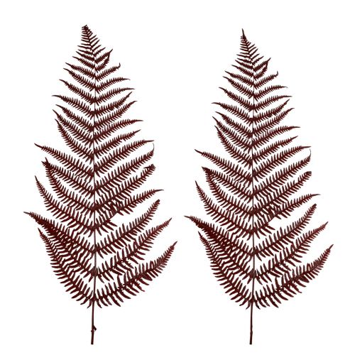 Article Fougère décorative fougère de montagne feuilles séchées rouge vin 50cm 20 pcs