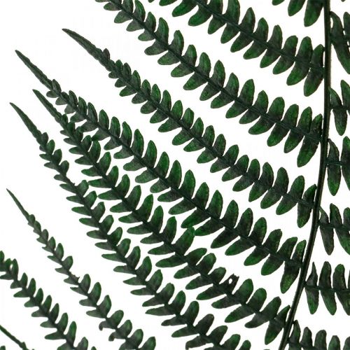 Article Fougère de montagne fougère décorative feuilles de fougère stabilisées vert 45cm 20 pcs