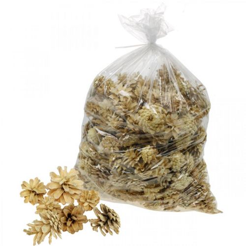 Floristik24 Pommes de pin des montagnes petites crème 1kg