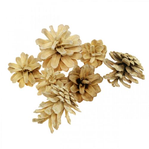 Pommes de pin des montagnes petites crème 1kg