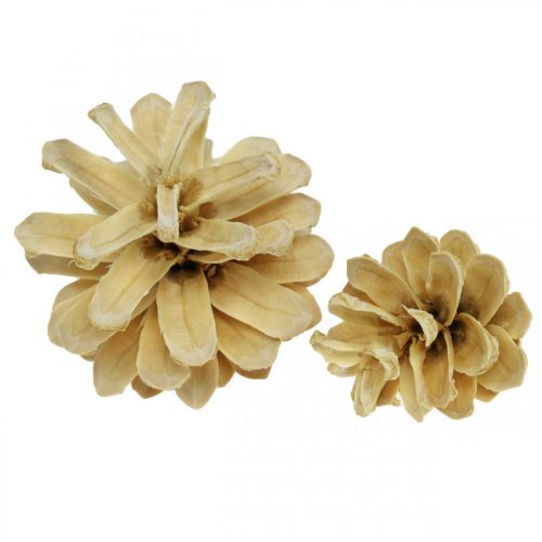 Floristik24 Pommes de pin des montagnes petites crème 1kg
