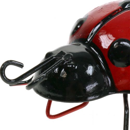 Floristik24 Coccinelle 10cm