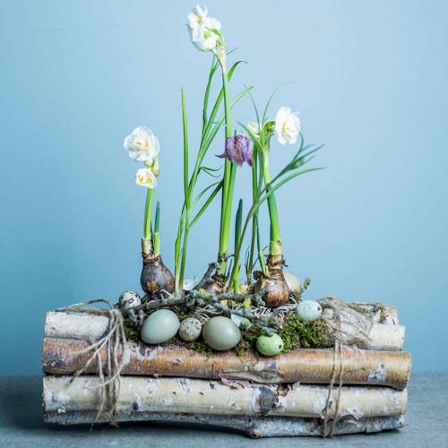 Floristik24 Branches de bouleau en paquets nature 30cm 8 pcs