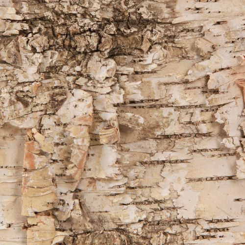 Floristik24 Bandes d'écorce décoratives en écorce de bouleau blanc naturel 48×15cm 6 pièces