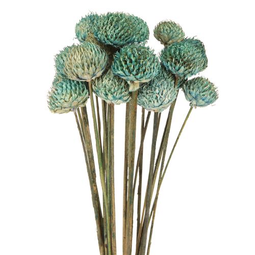 Article Fleurs Séchées Teintes Marguerite Noire Bleu H38-40cm 20 pcs