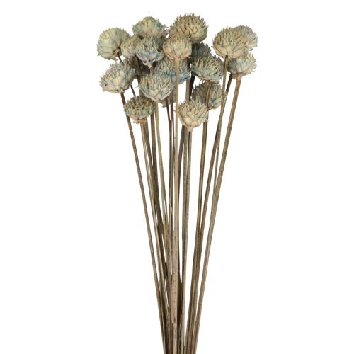 Décoration Fleurs Séchées Marguerite Sauvage Bleu Vert H36cm 20pcs