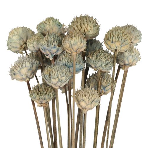 Décoration Fleurs Séchées Marguerite Sauvage Bleu Vert H36cm 20pcs