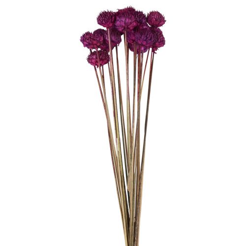 Floristik24 Décoration fleurs séchées Wild Daisy violet H36cm 20pcs