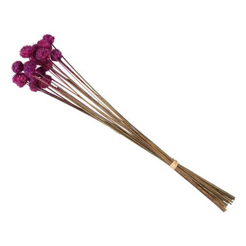 Floristik24 Décoration fleurs séchées Wild Daisy violette H36cm 20 pcs