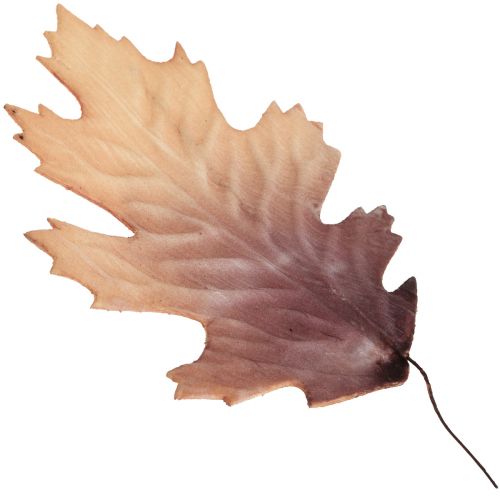 Floristik24 Feuille de chêne rouge feuilles d&#39;automne déco feuilles déco 13×19cm 12pcs