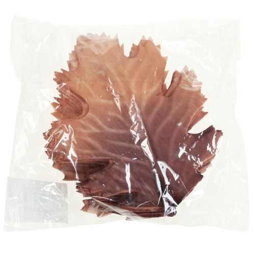 Floristik24 Feuille de chêne rouge feuilles d&#39;automne déco feuilles déco 13×19cm 12pcs
