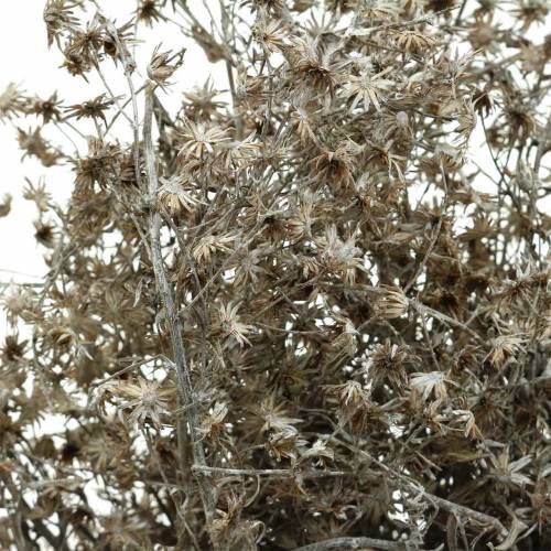 Floristik24 Fleuristerie sèche branche fleur sauvage lavée blanc 60cm 100g