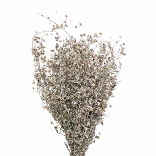 Floristik24 Fleuristerie sèche branche fleur sauvage lavée blanc 60cm 100g