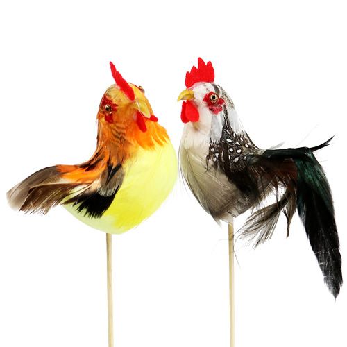 Floristik24 Plug fleur coq couleurs assorties 25cm 12pcs
