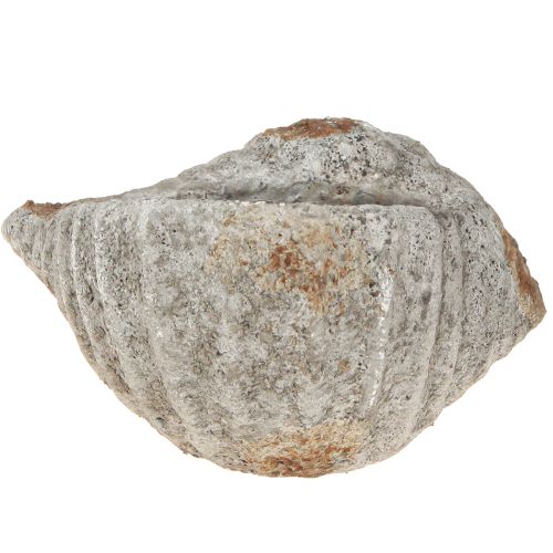 Article Pot de fleurs coquillage pierre gris antique maritime 22×18×13cm