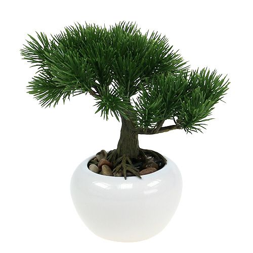 Bonsaï en pot 19 cm 1 p.