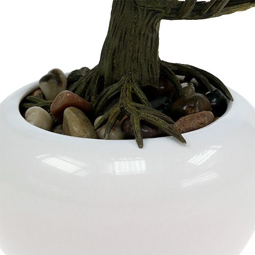 Floristik24 Bonsaï en pot 19 cm 1 p.