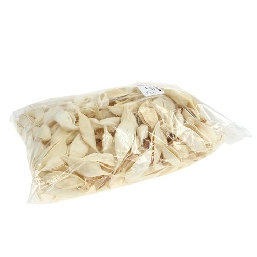 Article Brachyciton blanchi 500g