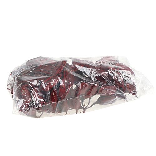 Article Brachyciton Rouge 500g