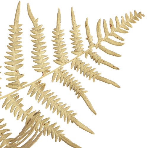 Article Fleurs séchées fougère décorative feuilles de fougère séchées 70cm 10 pcs