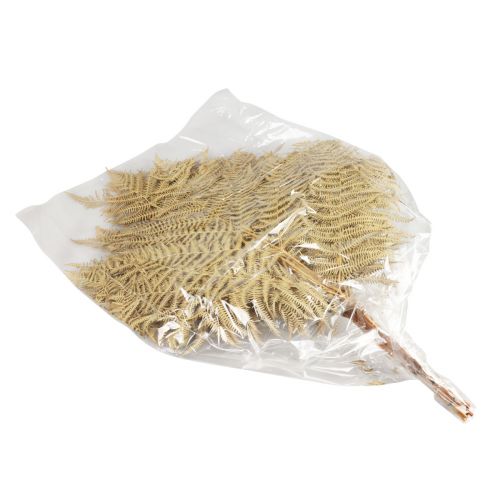 Article Fleurs séchées fougère décorative feuilles de fougère séchées 70cm 10 pcs