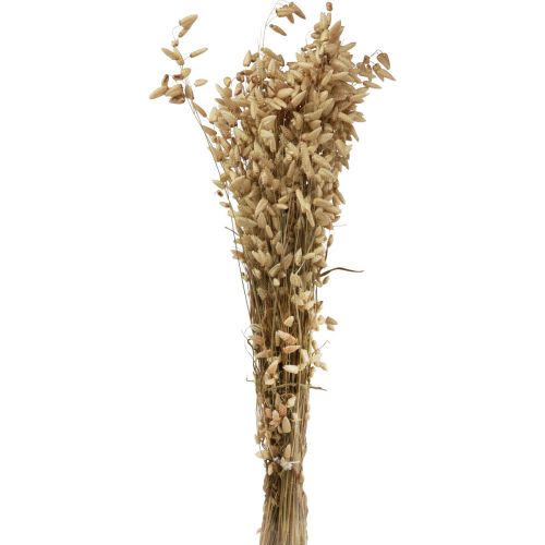 Floristik24 Herbe tremblante de fleurs séchées herbe ornementale naturelle Briza 60cm 100g
