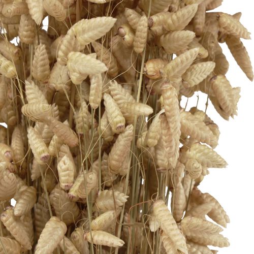 Floristik24 Herbe tremblante de fleurs séchées herbe ornementale naturelle Briza 60cm 100g