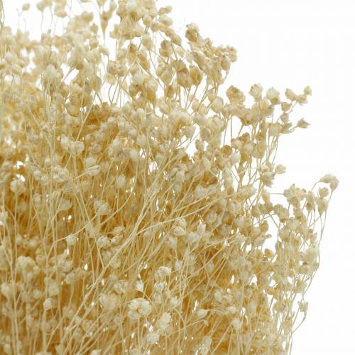 Floristik24 Fleurs Séchées Broom Bloom Blanchies 140g