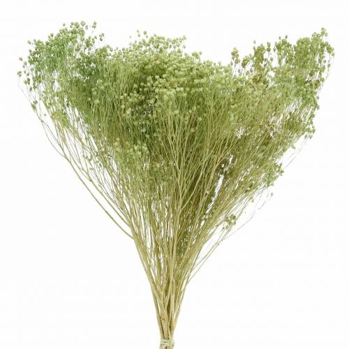 Floristik24 Fleurs Séchées Broom Bloom Vert Clair 150g