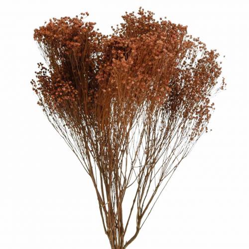 Floristik24 Fleurs Séchées Genêt Bloom Marron 170g