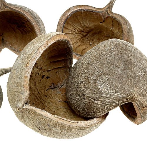 Article Noix de Bouddha séchées Buddha Nuts blanchies 8-10cm 10pcs