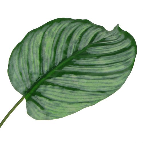 Floristik24 Feuille décorative de calathea 6 p.