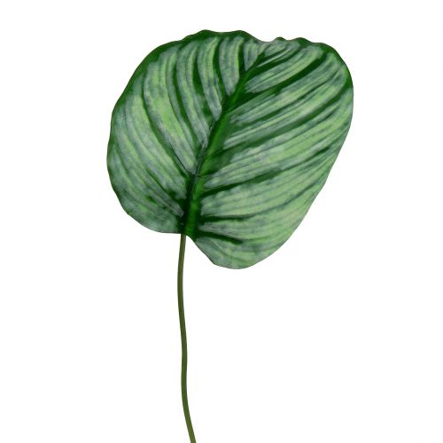 Floristik24 Feuille décorative de calathea 6 p.