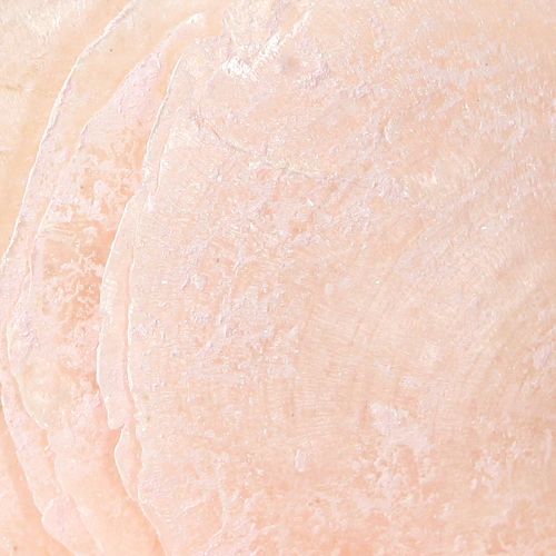 Floristik24 Coquillages Capiz disques nacre déco coquillages rose clair Ø8cm