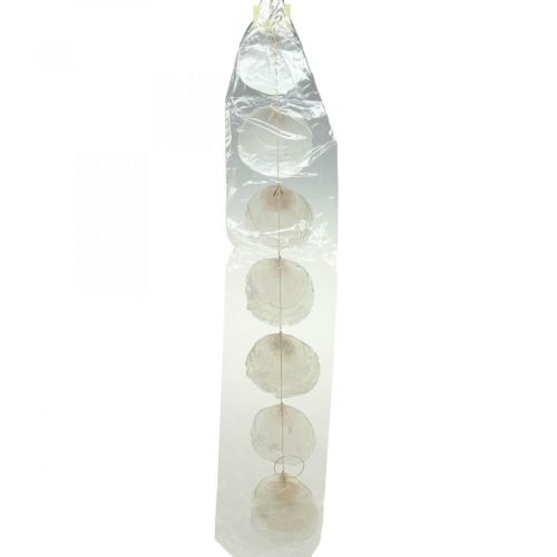 Floristik24 Guirlande de coquillages de Capiz nacre, décoration maritime 100cm