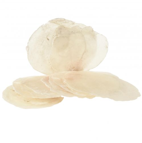 Floristik24 Coquilles de Capiz Tranches de Capiz tranches de nacre naturelle 7,5–9,5 cm 300g