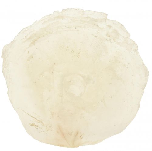 Article Coquilles de Capiz Tranches de Capiz tranches de nacre naturelle 7,5–9,5 cm 300g