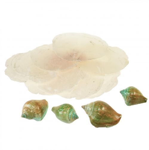 Floristik24 Coquille de nacre de Capiz tranches de nacre coquille d&#39;escargot de mer vert 3,5–9,5 cm 750g