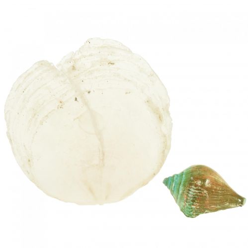 Floristik24 Coquille de nacre de Capiz tranches de nacre coquille d&#39;escargot de mer vert 3,5–9,5 cm 750g
