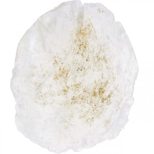 Floristik24 Maritime, coquillages Capiz 5–10cm, nacre, objets naturels 1kg