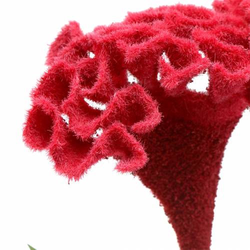 Article Celosia cristata Hahnenkamm Rouge 72cm
