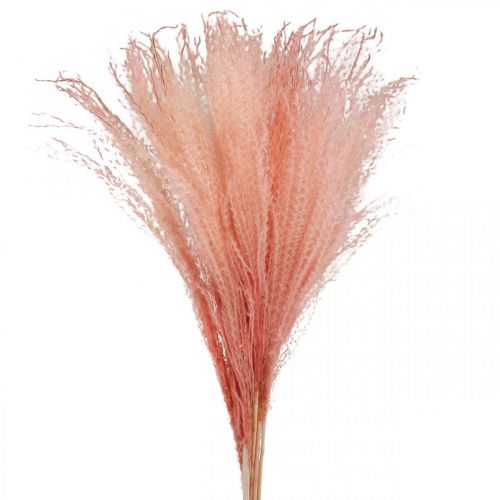 Article Roseau chinois rose clair herbe sèche Miscanthus H75cm 10p